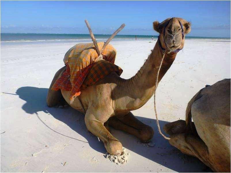 Lantana Galu Beach Diani Beach Φύση φωτογραφία